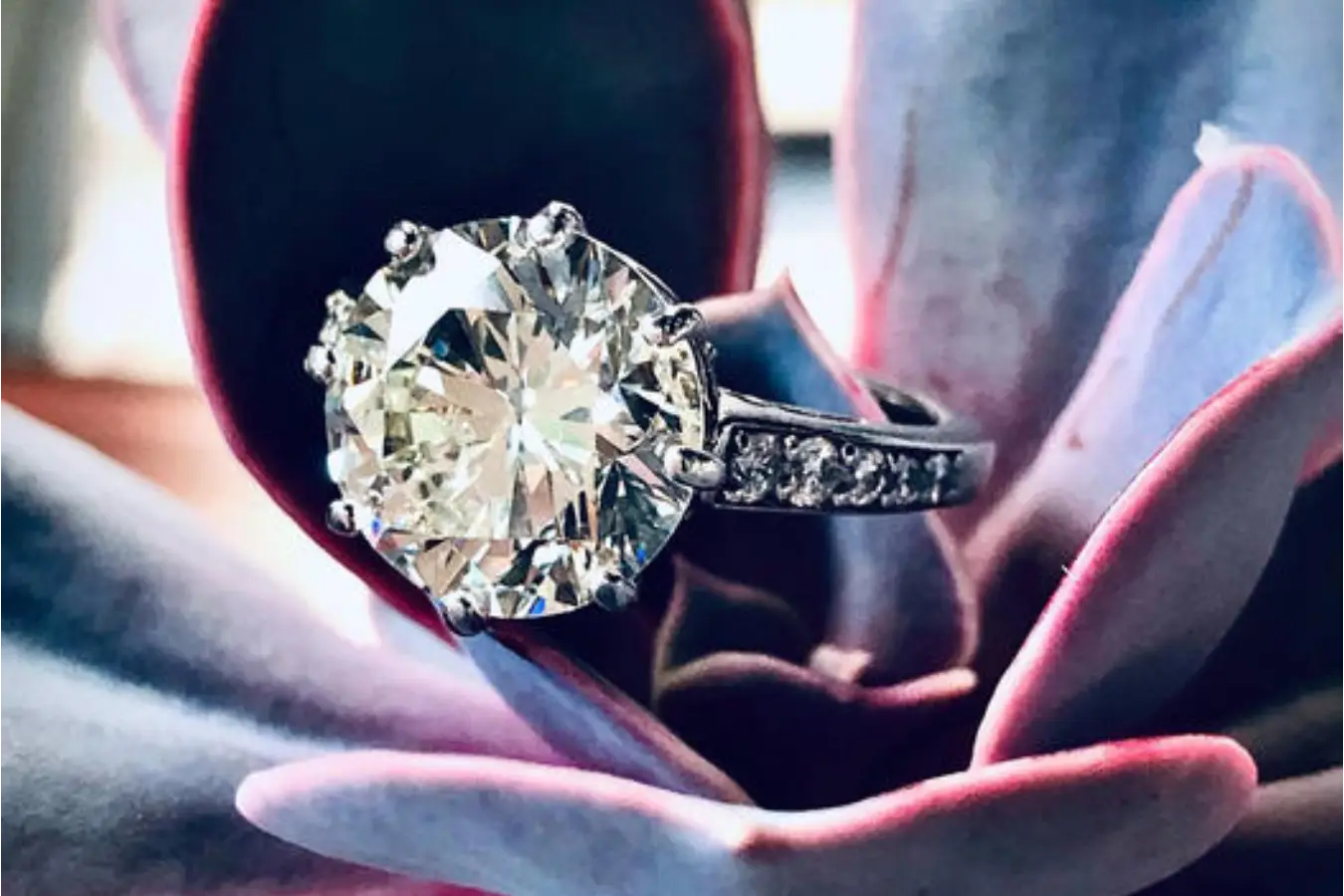 A sparkling round diamond engagement ring rests delicately on a succulent plant's leaves, showcasing its brilliance and elegance